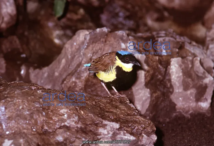 : GURNEYS PITTA - male : GURNEYS PITTA - male