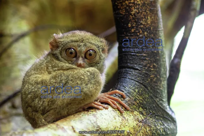 : Gursky's spectral tarsier (Tarsius spectrumgursk : Gursky's spectral tarsier (Tarsius spectrumgursk