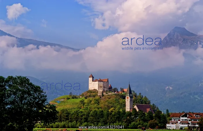: Gutenberg Castle on top of mountain in small : Gutenberg Castle on top of mountain in small