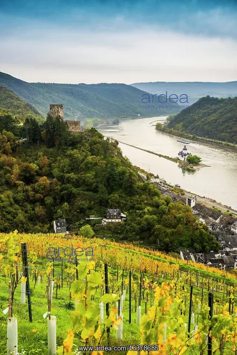 : Gutenfels Castle and Pfalzgrafenstein Castle, Kaub : Gutenfels Castle and Pfalzgrafenstein Castle, Kaub