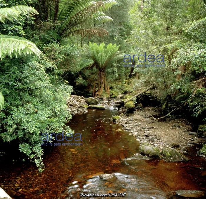 : Guthries Creek in rainforest. Tarkine Wilderness : Guthries Creek in rainforest. Tarkine Wilderness