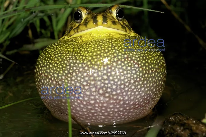 : Guttural Toad - male calling in water : Guttural Toad - male calling in water