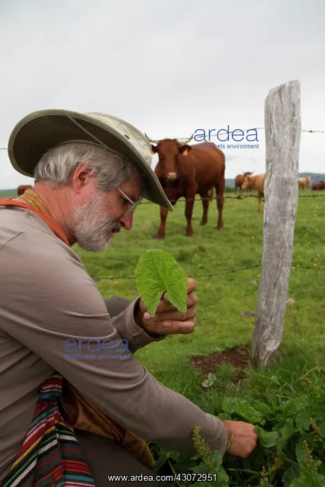 : Guy Laliere, naturopath botanistGood-king-Henry : Guy Laliere, naturopath botanistGood-king-Henry