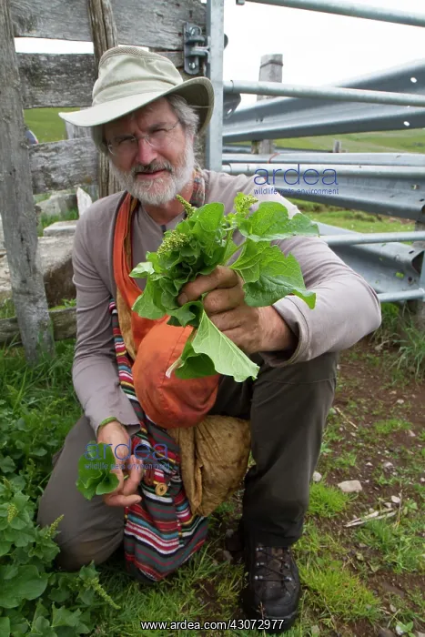 : Guy Laliere, naturopath botanistGood-king-Henry : Guy Laliere, naturopath botanistGood-king-Henry