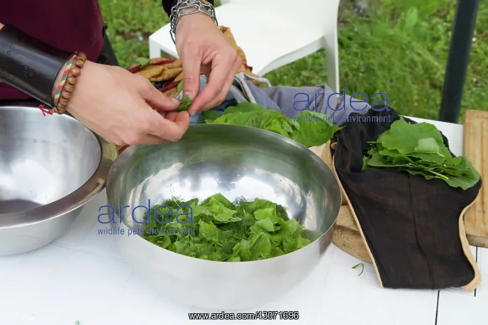 : Guy Laliere, naturopath botanistSalad with lime : Guy Laliere, naturopath botanistSalad with lime
