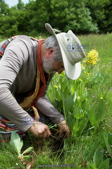 : Guy Laliere, naturopath botanistThe great yellow : Guy Laliere, naturopath botanistThe great yellow