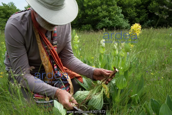: Guy Laliere, naturopath botanistThe great yellow : Guy Laliere, naturopath botanistThe great yellow