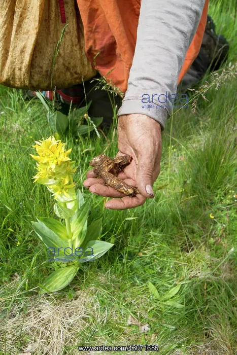 : Guy Laliere, naturopath botanistThe great yellow : Guy Laliere, naturopath botanistThe great yellow