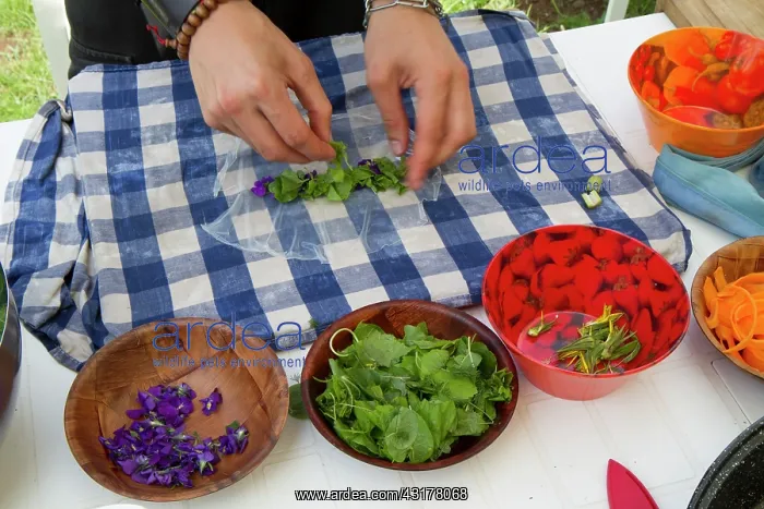 : Guy Laliere, naturopath botanistLinden Leaves : Guy Laliere, naturopath botanistLinden Leaves