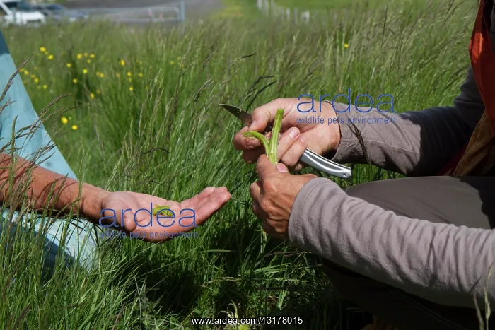 : Guy Laliere prepares the marsh thistle whose stem : Guy Laliere prepares the marsh thistle whose stem