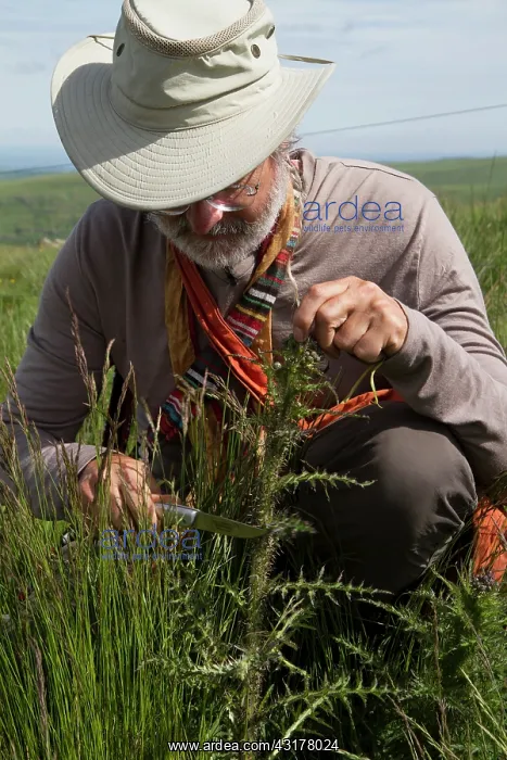 : Guy Laliere prepares the marsh thistle whose stem : Guy Laliere prepares the marsh thistle whose stem