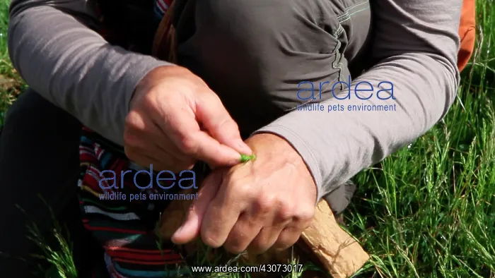 : Guy Laliere rubbing insect bite with a plantain : Guy Laliere rubbing insect bite with a plantain