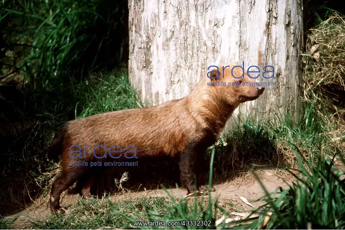 : GUYANA BUSH DOG : GUYANA BUSH DOG