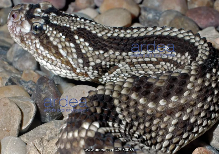 : Guyana Cascobel : Guyana Cascobel