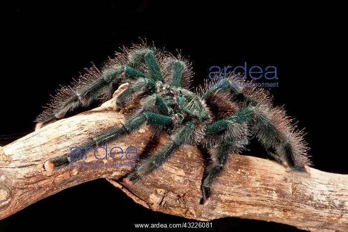 : Guyana Pink Toe Tarantula, Avicularia avicularia : Guyana Pink Toe Tarantula, Avicularia avicularia