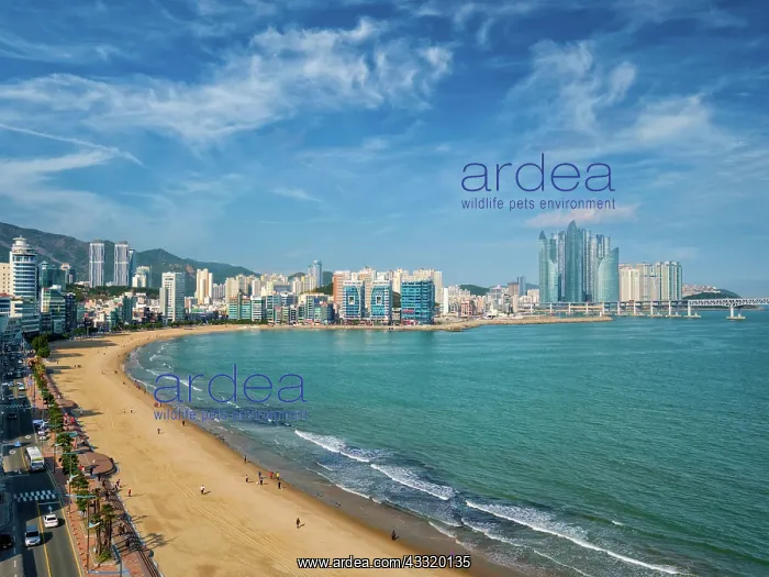 : Gwangalli Beach in Busan, South Korea. Aerial view : Gwangalli Beach in Busan, South Korea. Aerial view