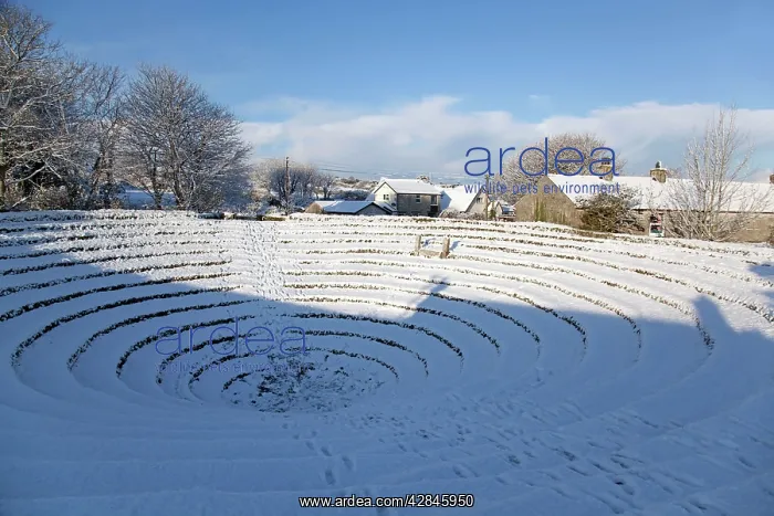 : Gwennap Pit - near Caharrack : Gwennap Pit - near Caharrack