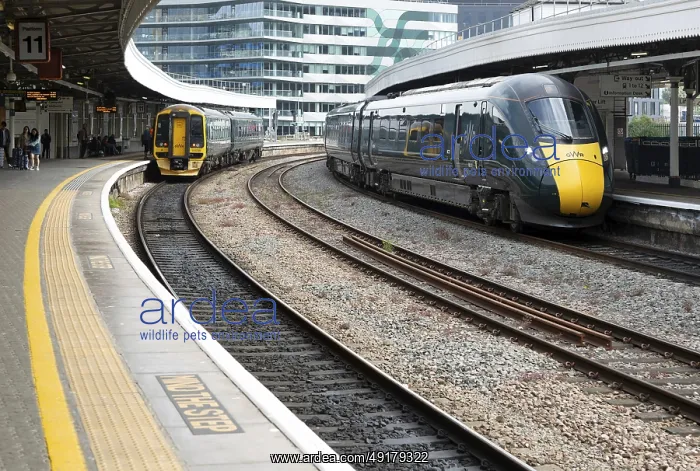 : GWR British Rail Class 800 Inter City Express train and Class 158 Sprinter train : GWR British Rail Class 800 Inter City Express train and Class 158 Sprinter train