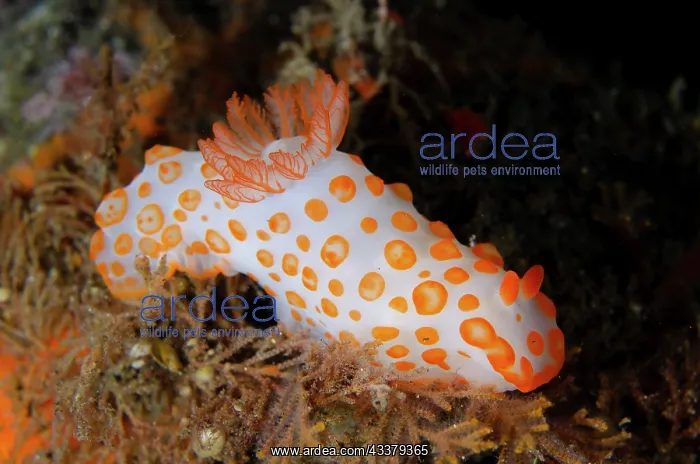 : Gymnodoris Nudibranch : Gymnodoris Nudibranch