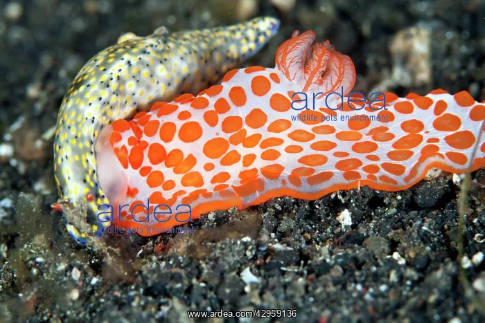 : Gymnodoris rubropapulosa (orange spots) is a predatory : Gymnodoris rubropapulosa (orange spots) is a predatory