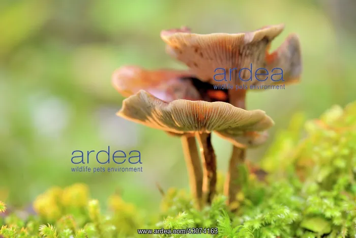 : Gymnopilus : Gymnopilus