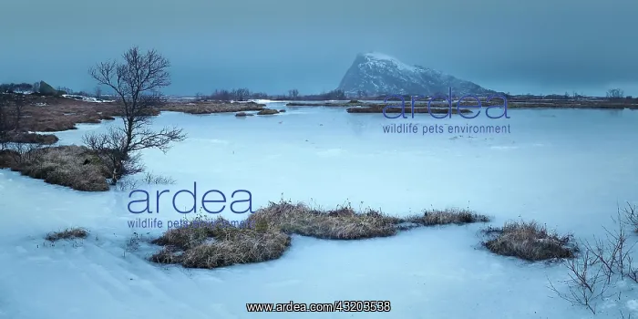 : Gymsoya in winter, Lofoten, Norway : Gymsoya in winter, Lofoten, Norway