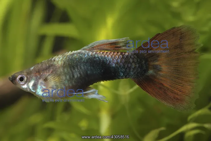  : Gyppy male suffering from infectious dropsy