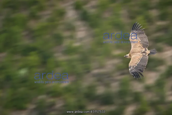 : Gyps fulvus : Gyps fulvus