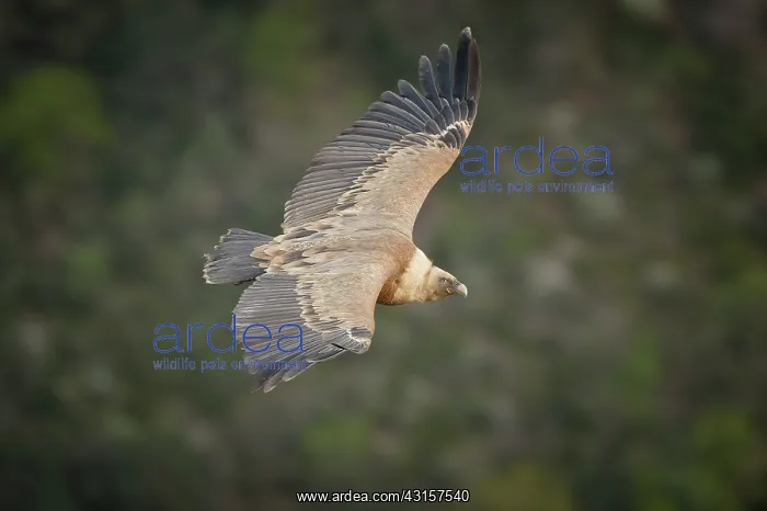 : Gyps fulvus : Gyps fulvus