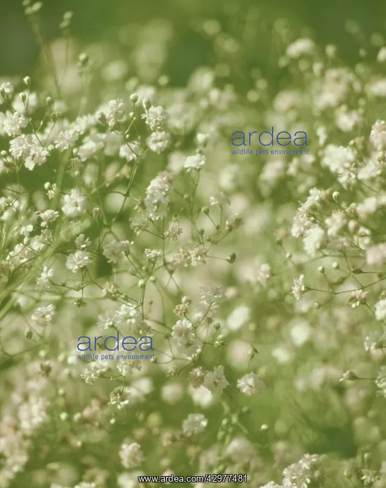 : Gypsophila : Gypsophila