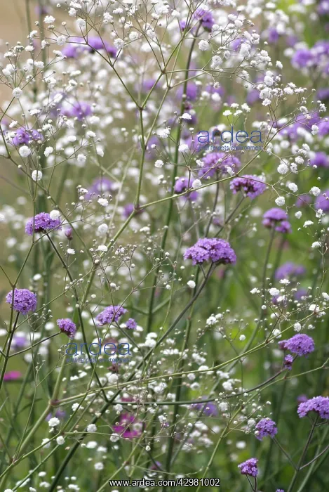 : Gypsophila : Gypsophila