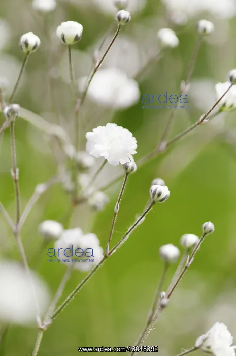 : Gypsophila : Gypsophila