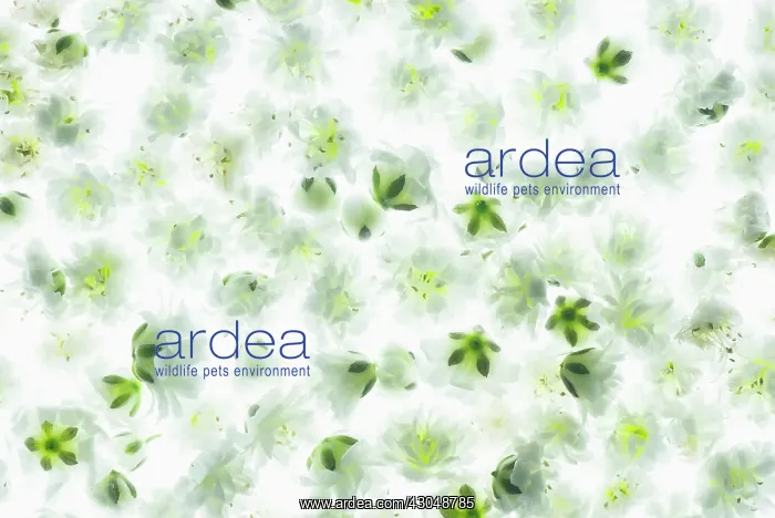 : Gypsophila : Gypsophila