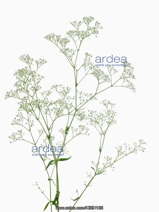 : Gypsophila : Gypsophila