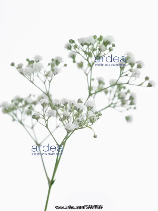 : Gypsophila : Gypsophila