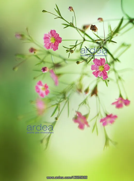 : Gypsophila : Gypsophila