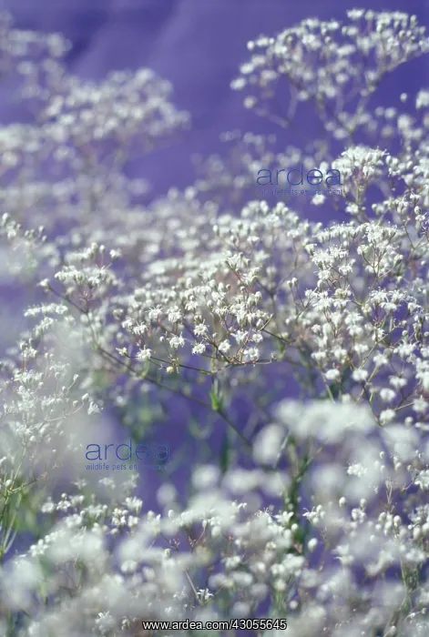 : Gypsophila : Gypsophila