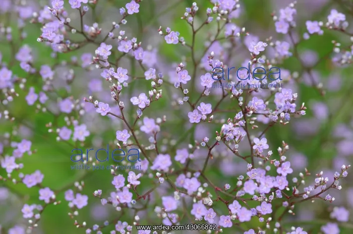 : Gypsophila : Gypsophila