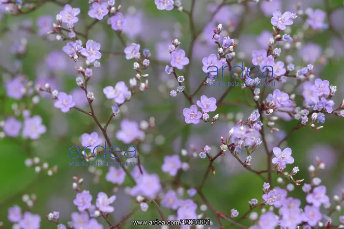 : Gypsophila : Gypsophila