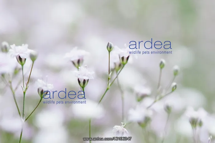 : Gypsophila, Close view of the tiny white flowers : Gypsophila, Close view of the tiny white flowers