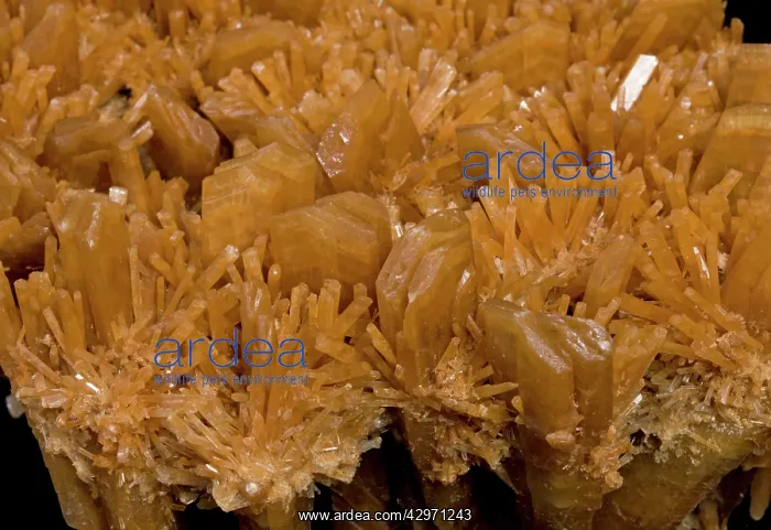 : Gypsum. Australia. Paleontologist / Palaeontologist Eric Depre : Gypsum. Australia. Paleontologist / Palaeontologist Eric Depre