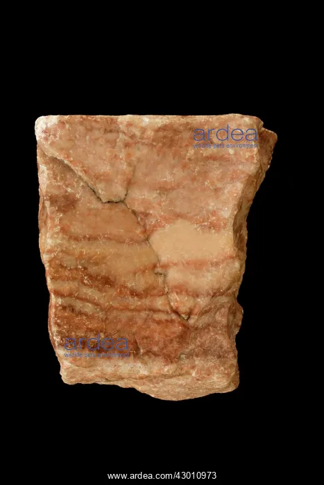 : Gypsum Alabaster variety : Gypsum Alabaster variety