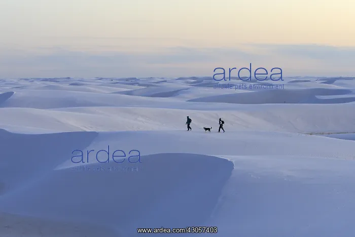 : Gypsum desert White Sands National Monument New Mexico : Gypsum desert White Sands National Monument New Mexico