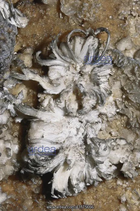 : Gypsum Flower : Gypsum Flower
