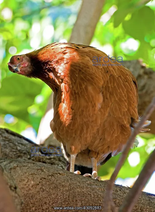 : Gypsy Chicken, Hen : Gypsy Chicken, Hen