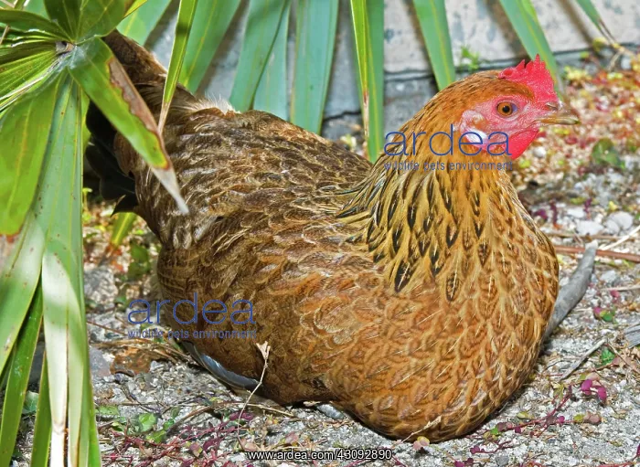 : Gypsy Chicken, Hen : Gypsy Chicken, Hen
