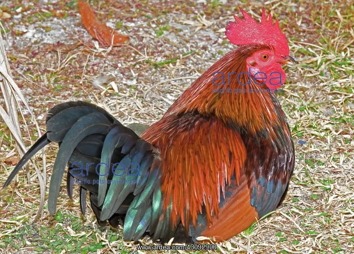 : Gypsy Chicken, Rooster : Gypsy Chicken, Rooster