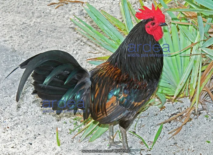 : Gypsy Chicken, Rooster : Gypsy Chicken, Rooster