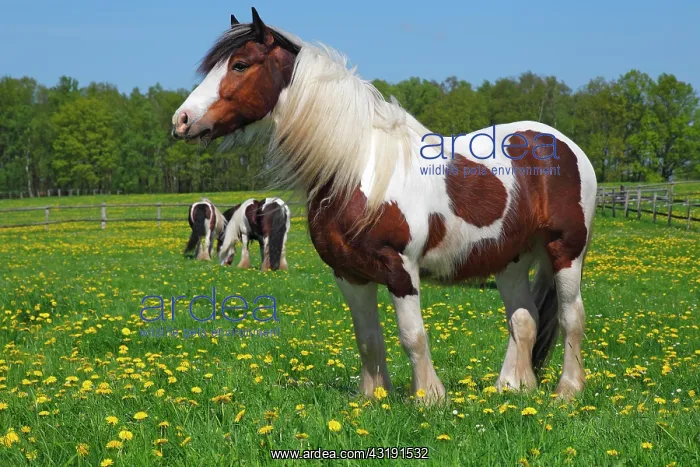 : Gypsy Cob, Irish Tinker gelding, Schleswig-Holstein : Gypsy Cob, Irish Tinker gelding, Schleswig-Holstein