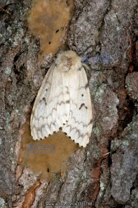 : Gypsy Moth : Gypsy Moth